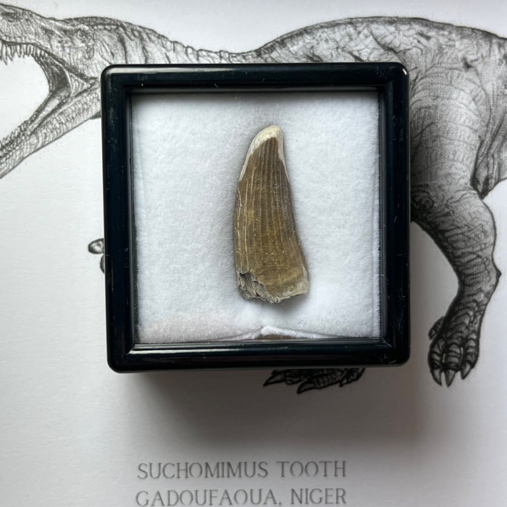 Suchomimus Tooth