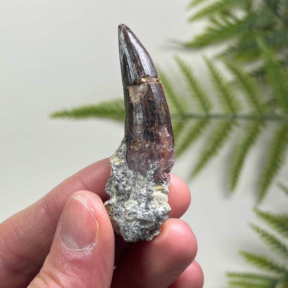 Suchomimus Tooth