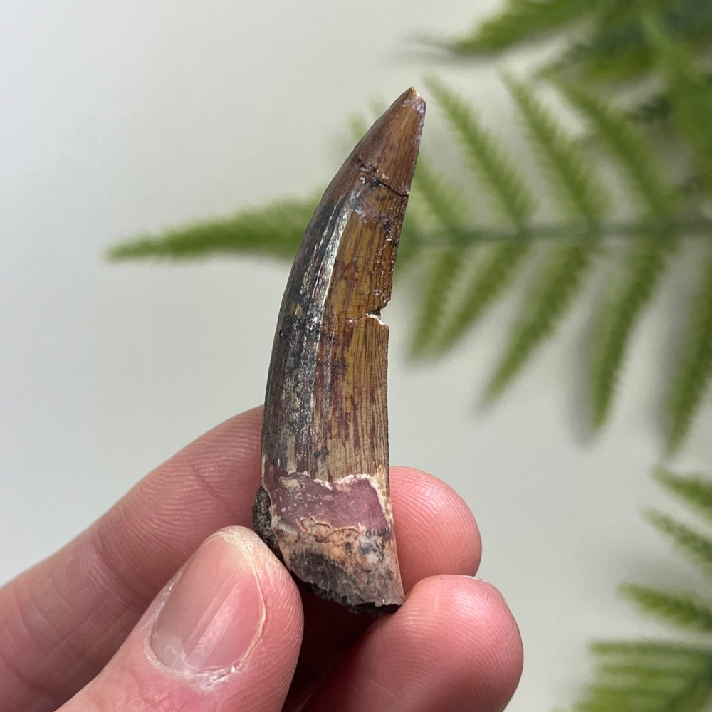 Suchomimus Tooth