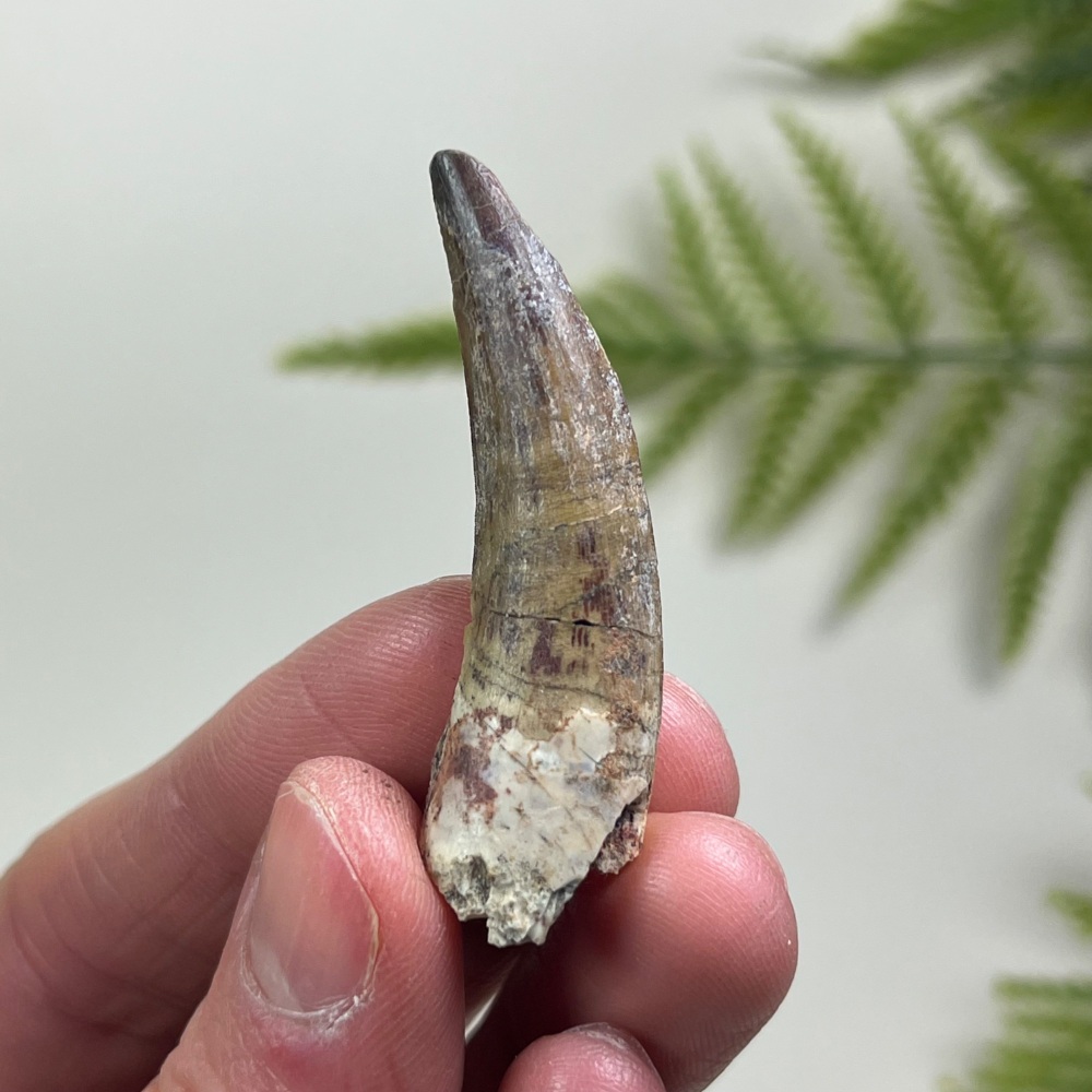 Suchomimus Tooth