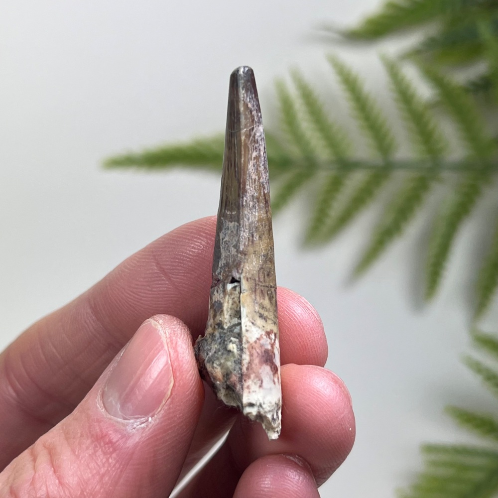 Suchomimus Tooth