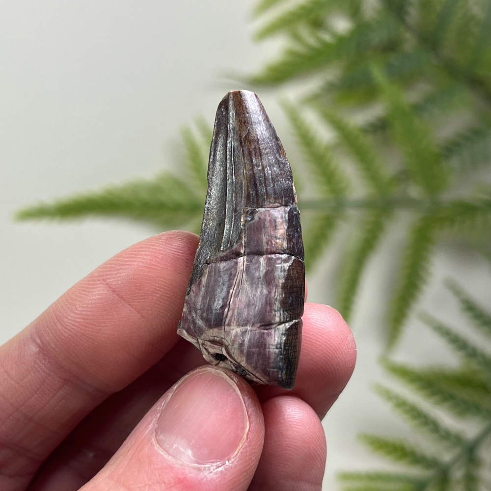 Suchomimus Tooth