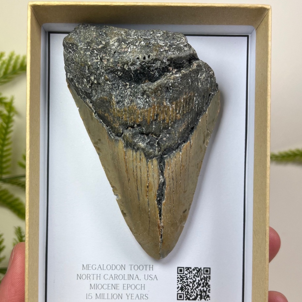 Megalodon Tooth