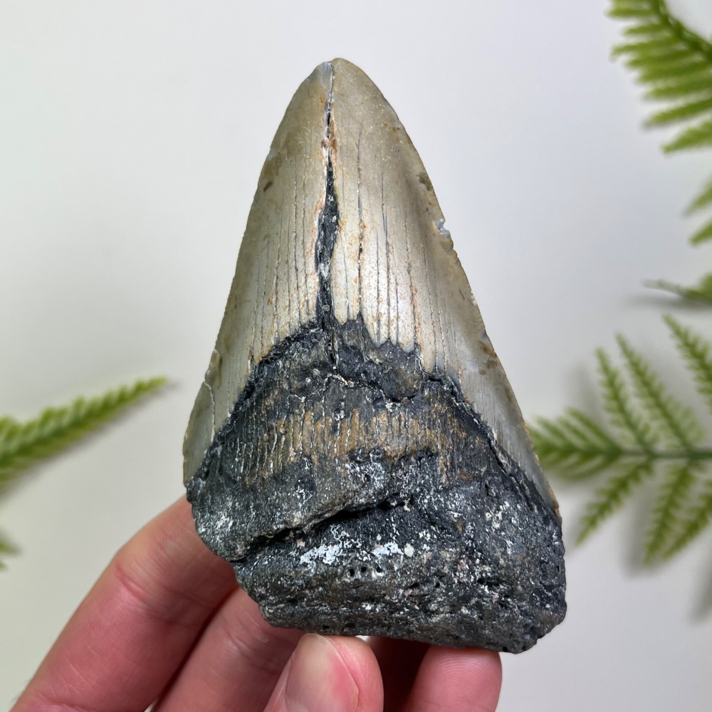 Megalodon Tooth