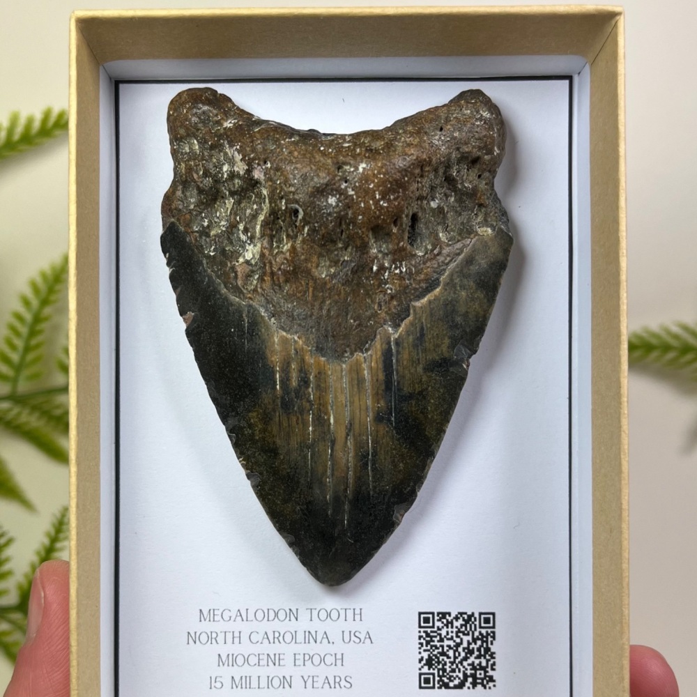 Megalodon Tooth