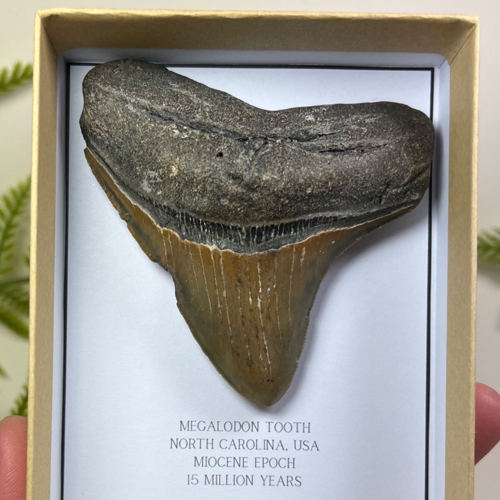 Megalodon Tooth