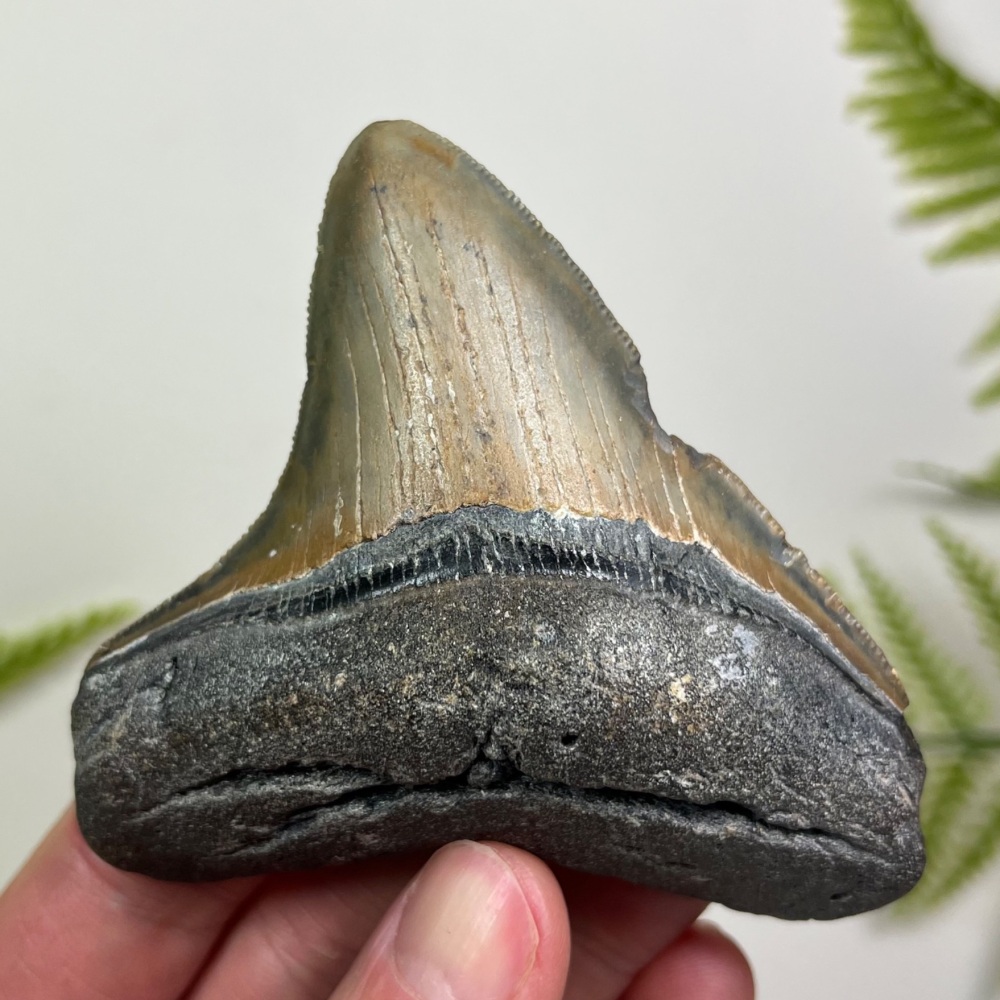 Megalodon Tooth