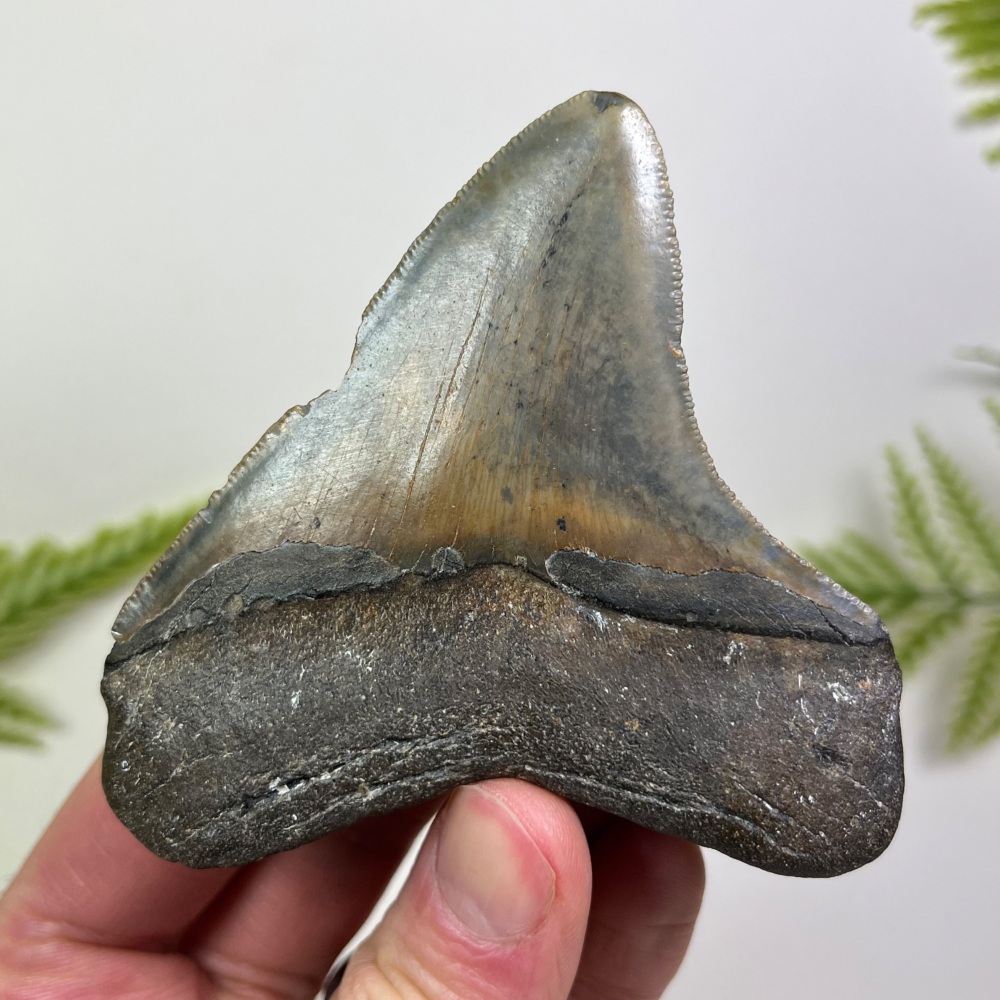 Megalodon Tooth