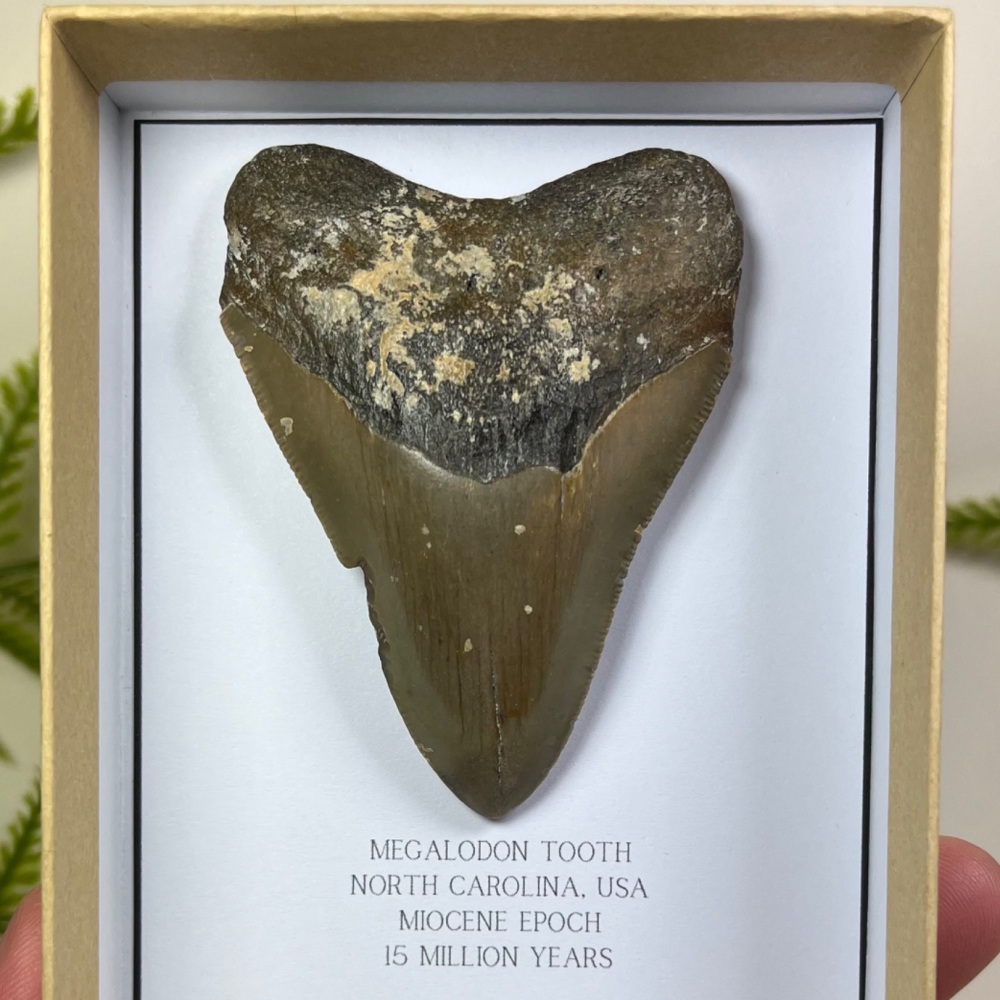 Megalodon Tooth