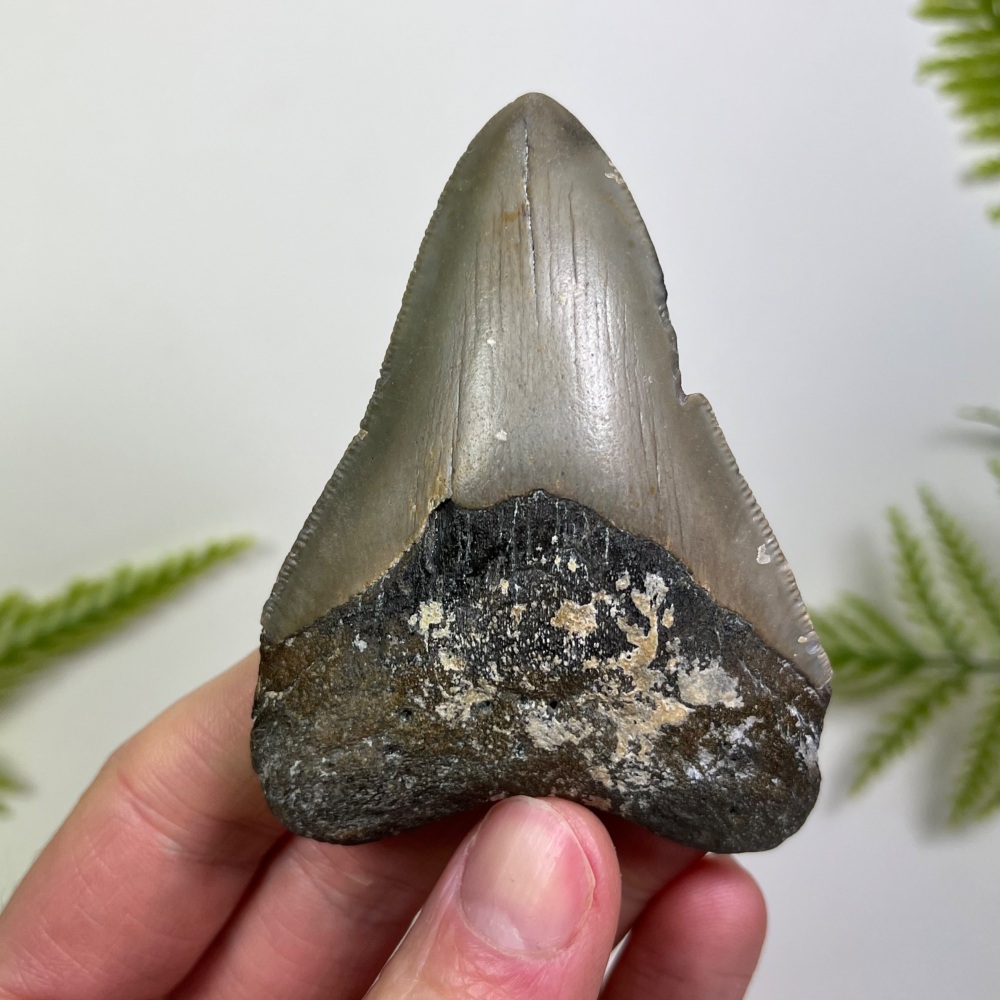 Megalodon Tooth