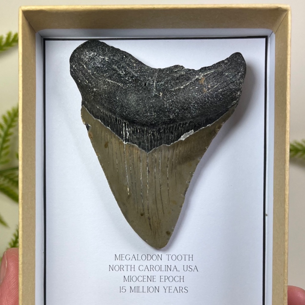 Megalodon Tooth