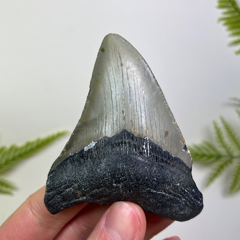 Megalodon Tooth