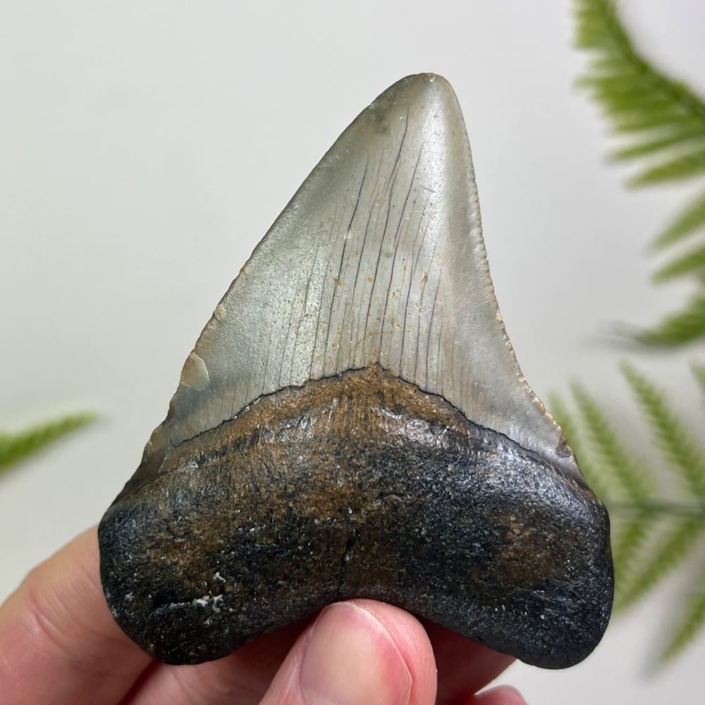 Megalodon Tooth