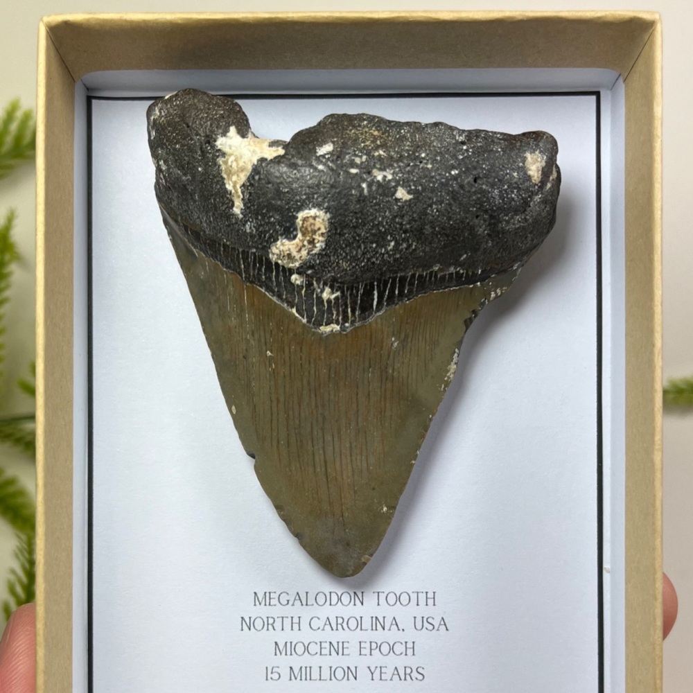 Megalodon Tooth
