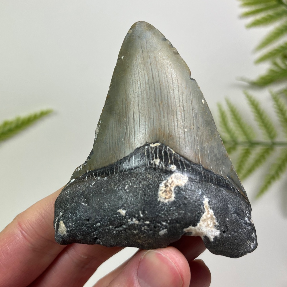 Megalodon Tooth