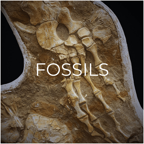 The fossil category depicted by a fossil mosasaur paddle excavated in a plaster jacket