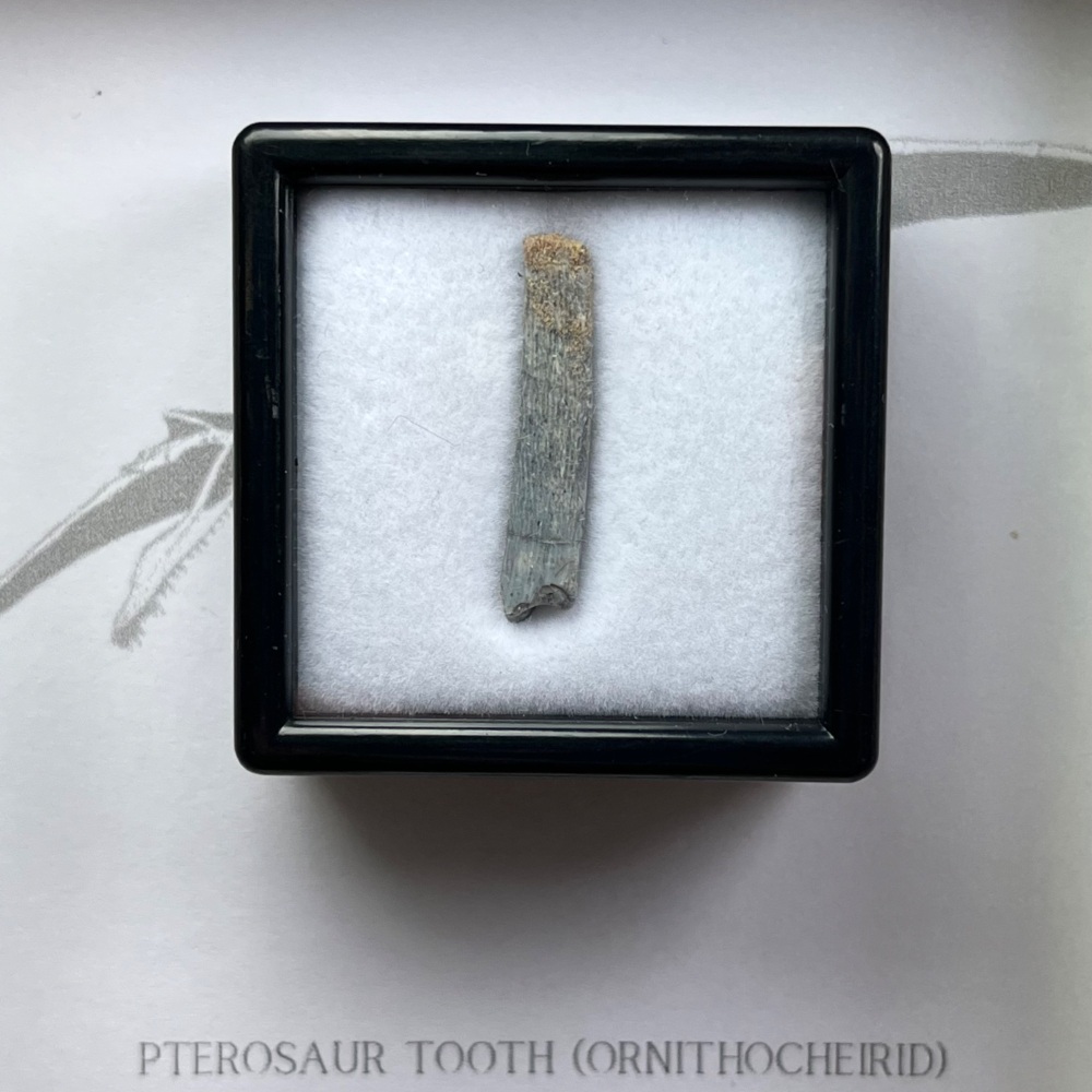 Pterosaur Tooth (Ornithocheirid)