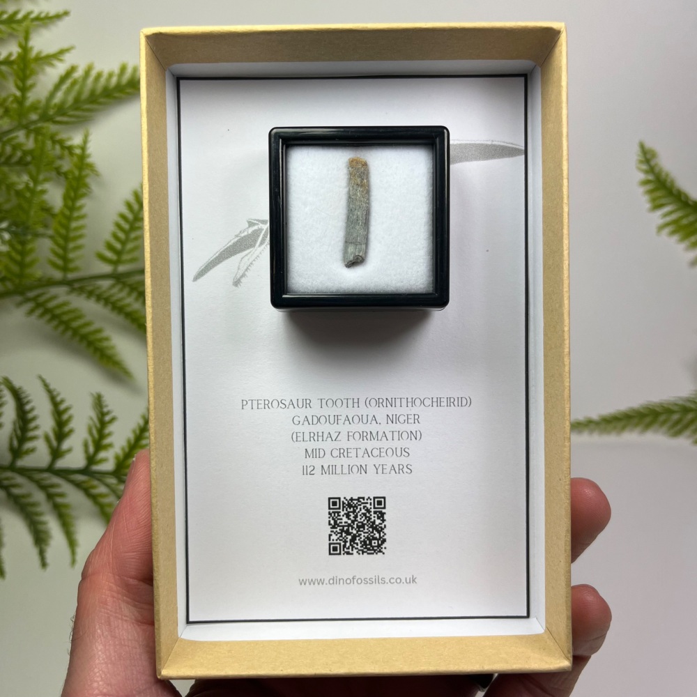 Pterosaur Tooth (Ornithocheirid)