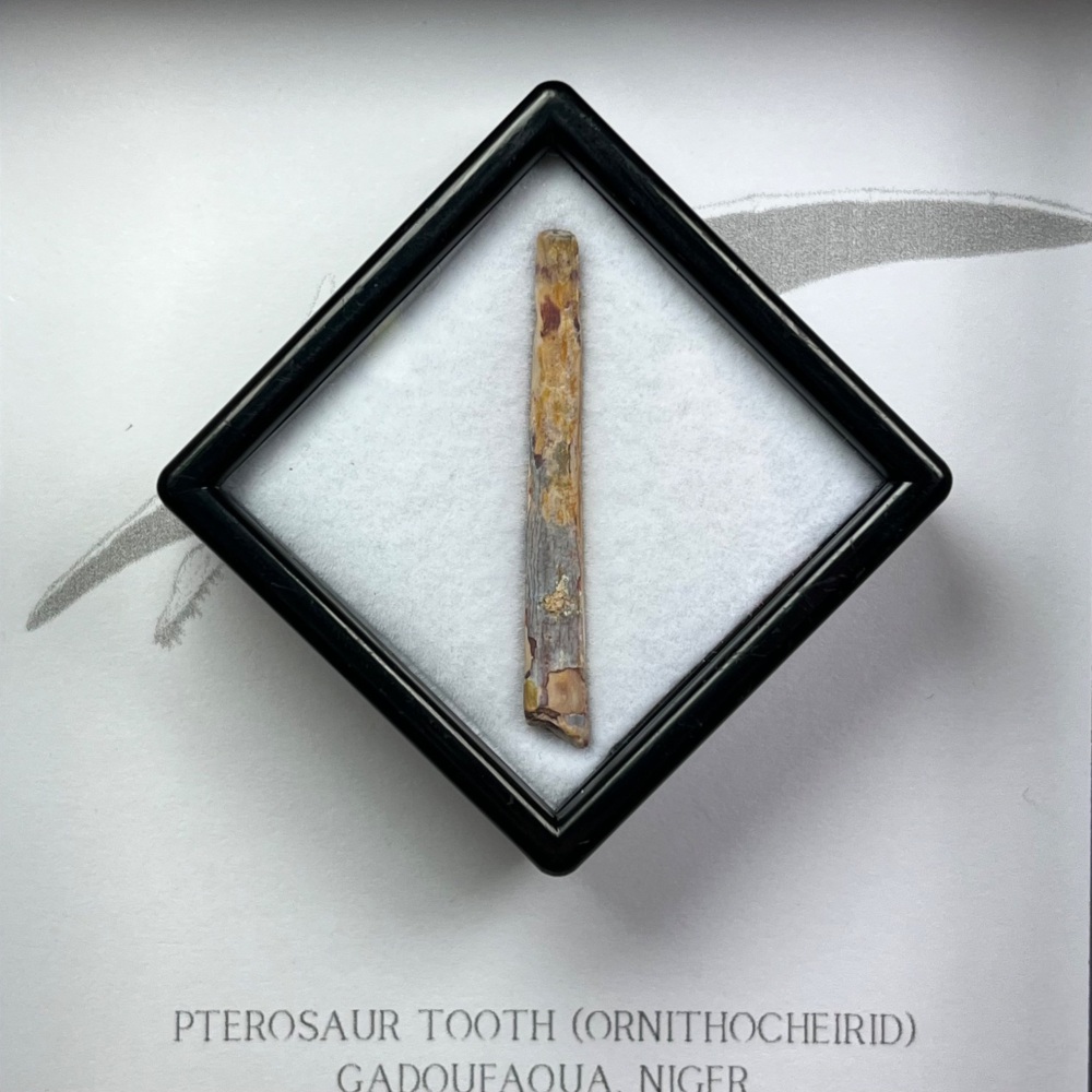 Pterosaur Tooth (Ornithocheirid)