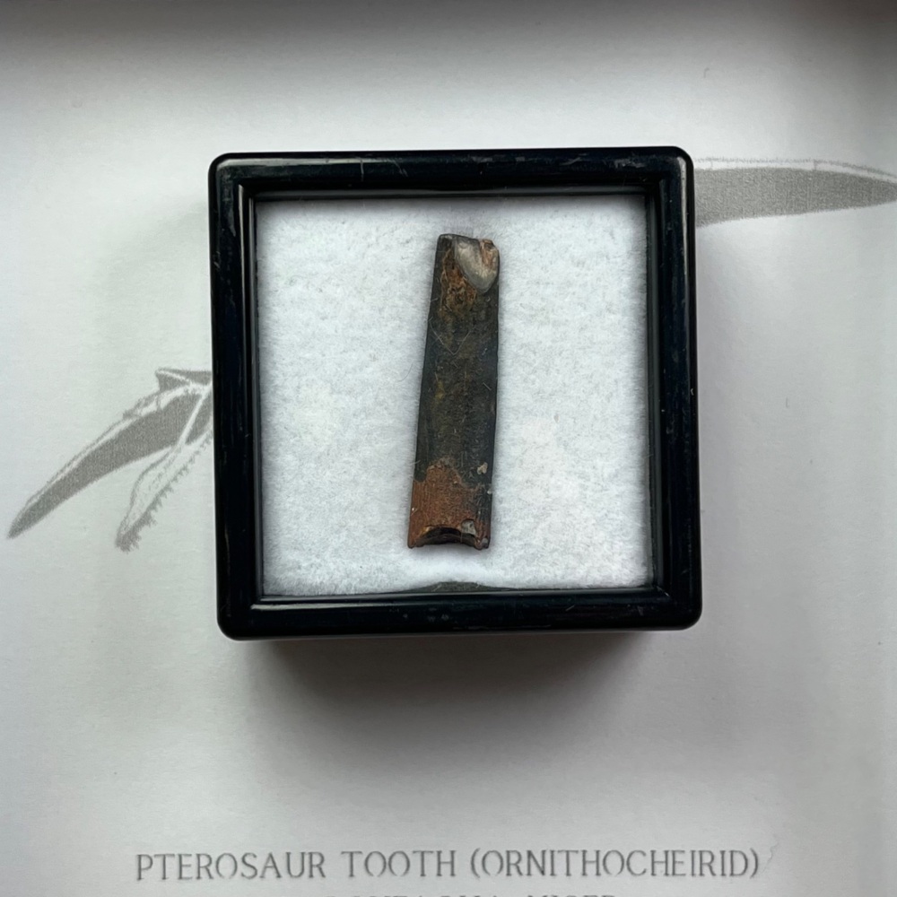 Pterosaur Tooth (Ornithocheirid)