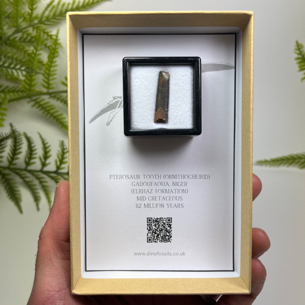 Pterosaur Tooth (Ornithocheirid)