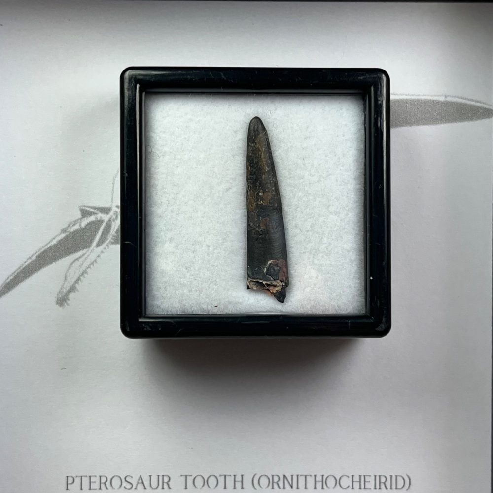 Pterosaur Tooth (Ornithocheirid)