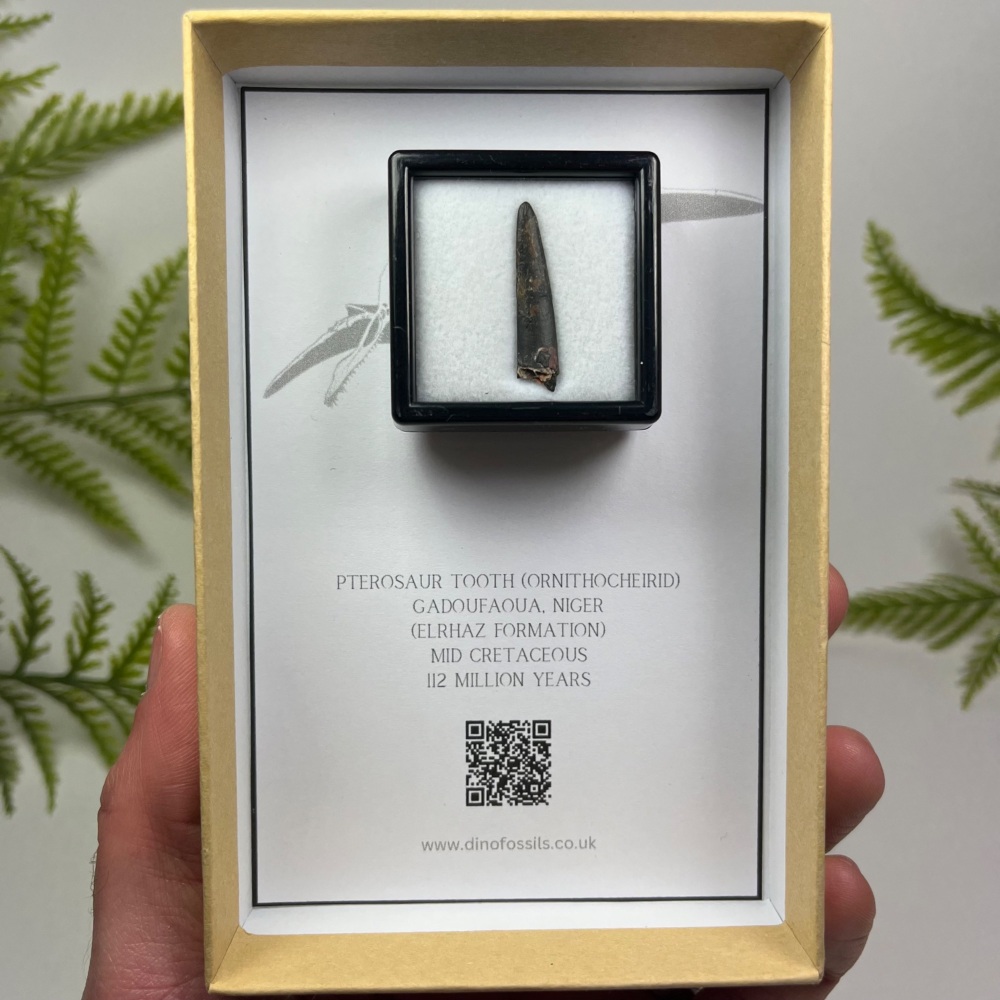 Pterosaur Tooth (Ornithocheirid)