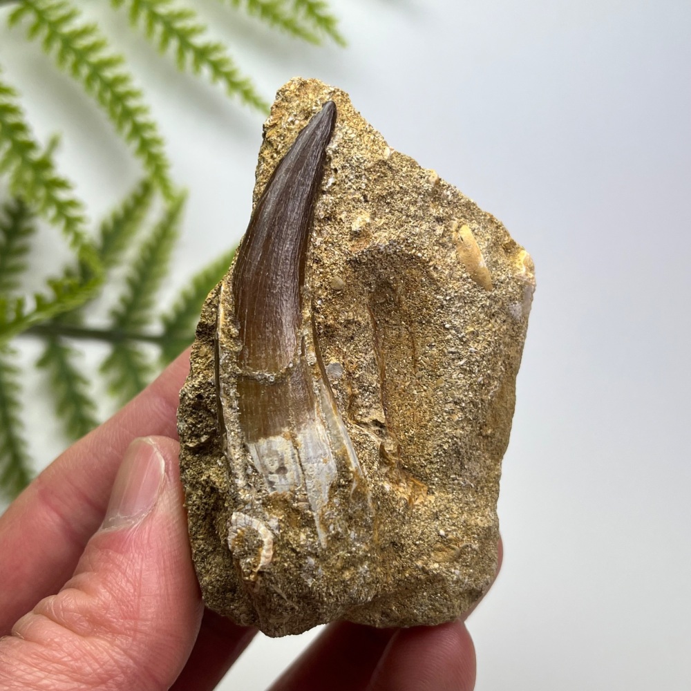 Plesiosaur tooth