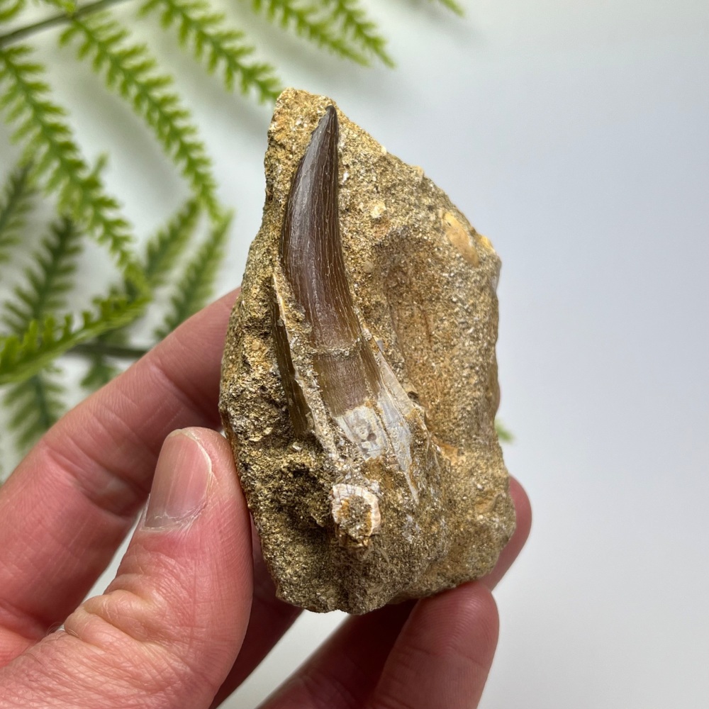 Plesiosaur tooth