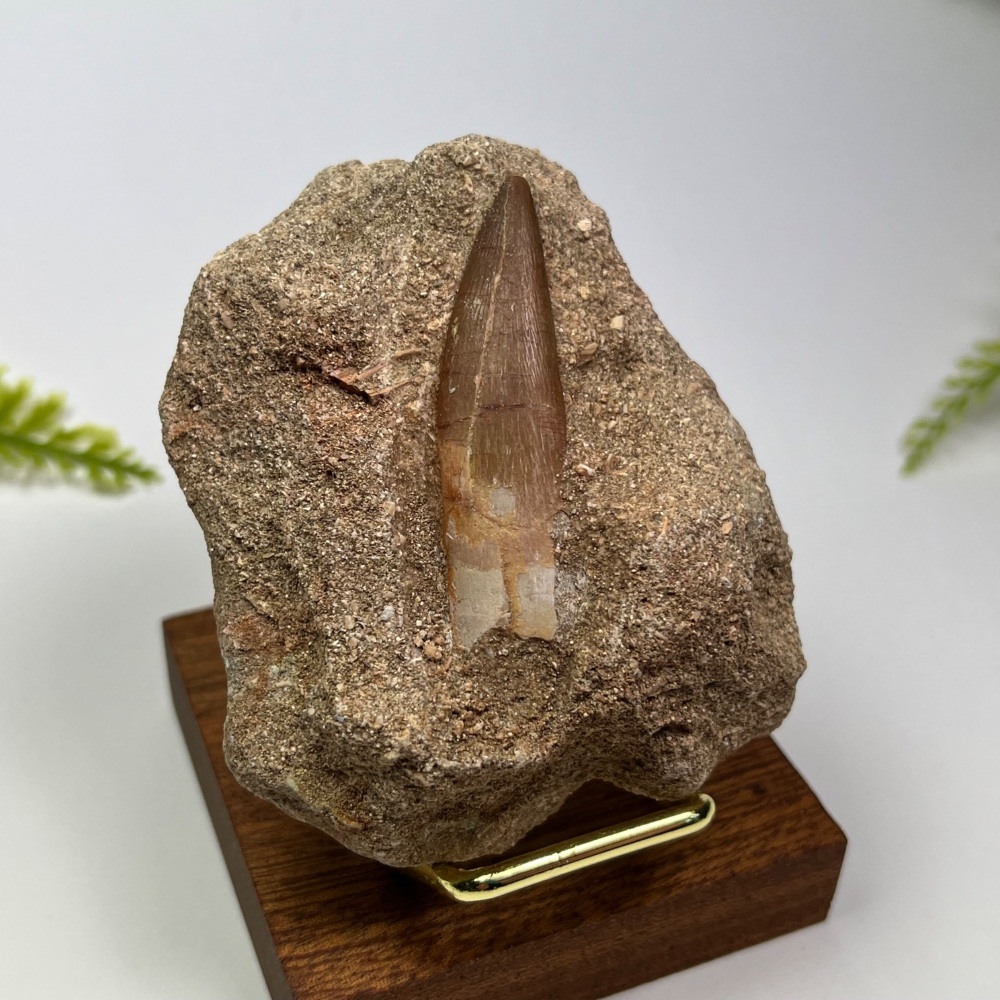 Plesiosaur tooth