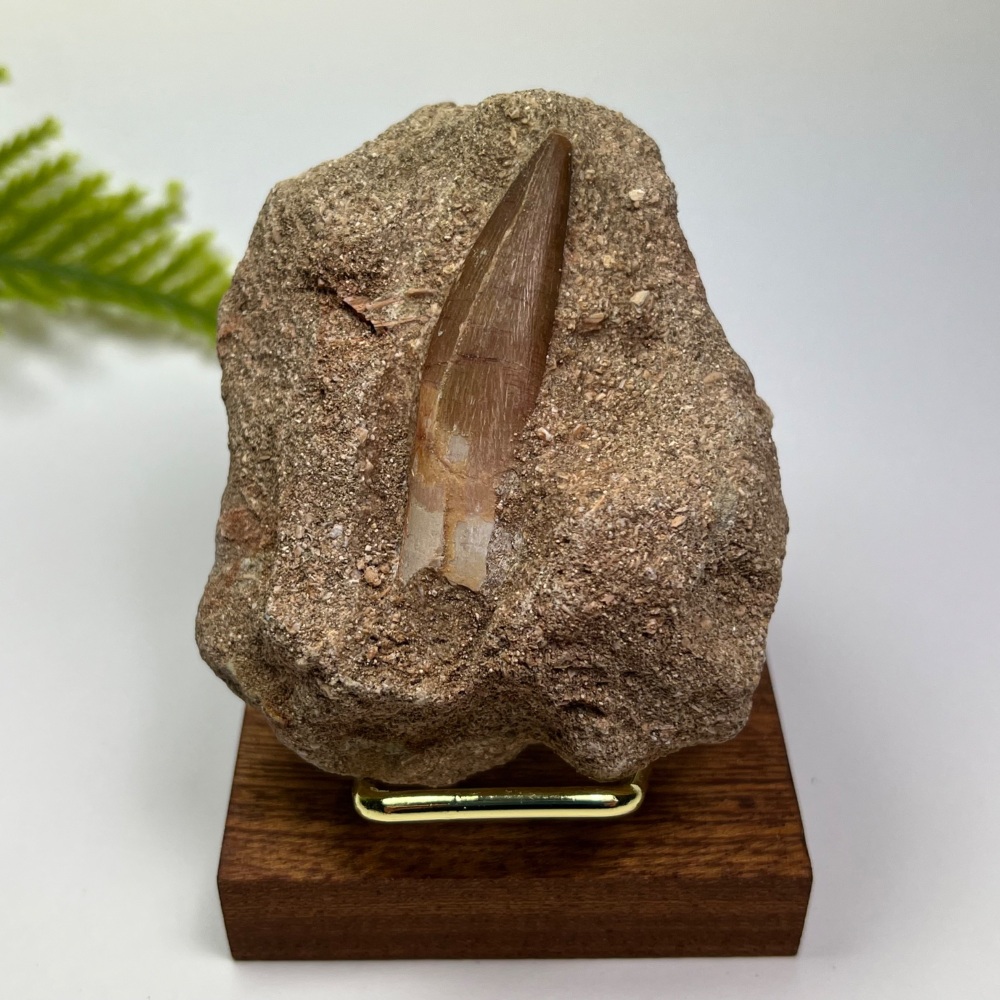 Plesiosaur tooth