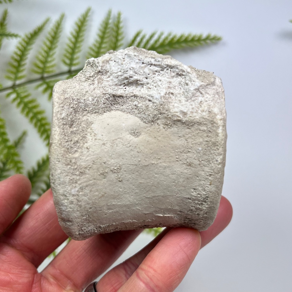Plesiosaur Vertebra