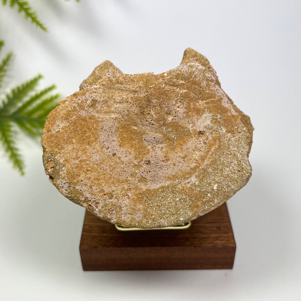 Plesiosaur Vertebra