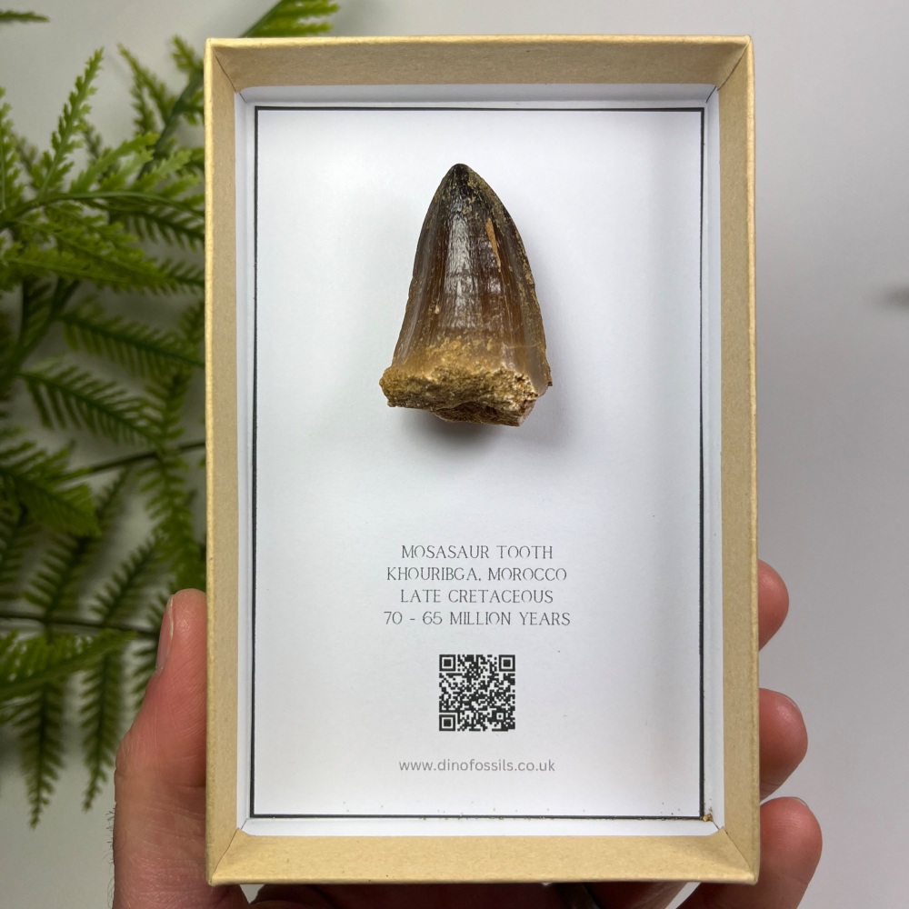 Mosasaur tooth