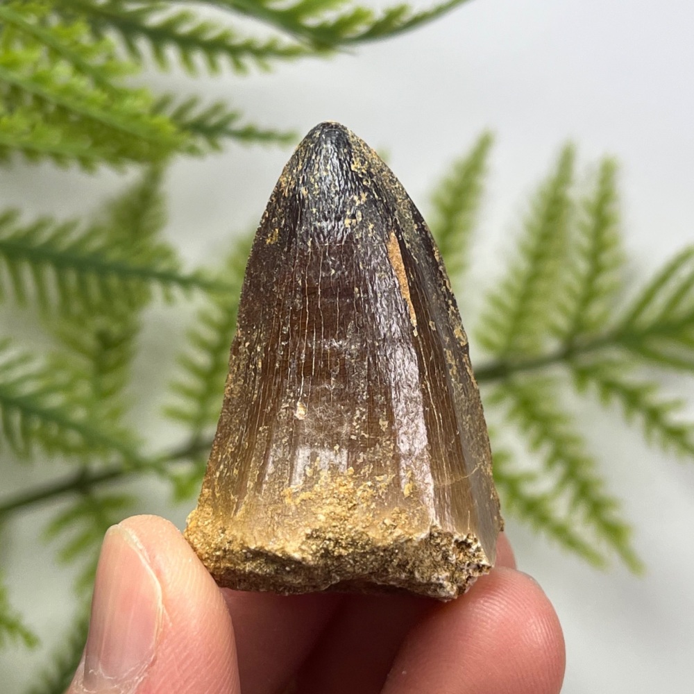 Mosasaur tooth