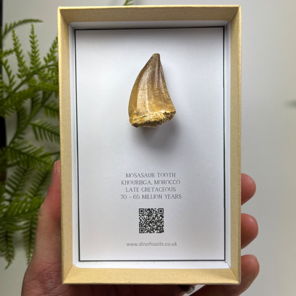 Mosasaur tooth