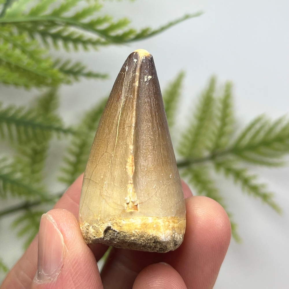 Mosasaur tooth