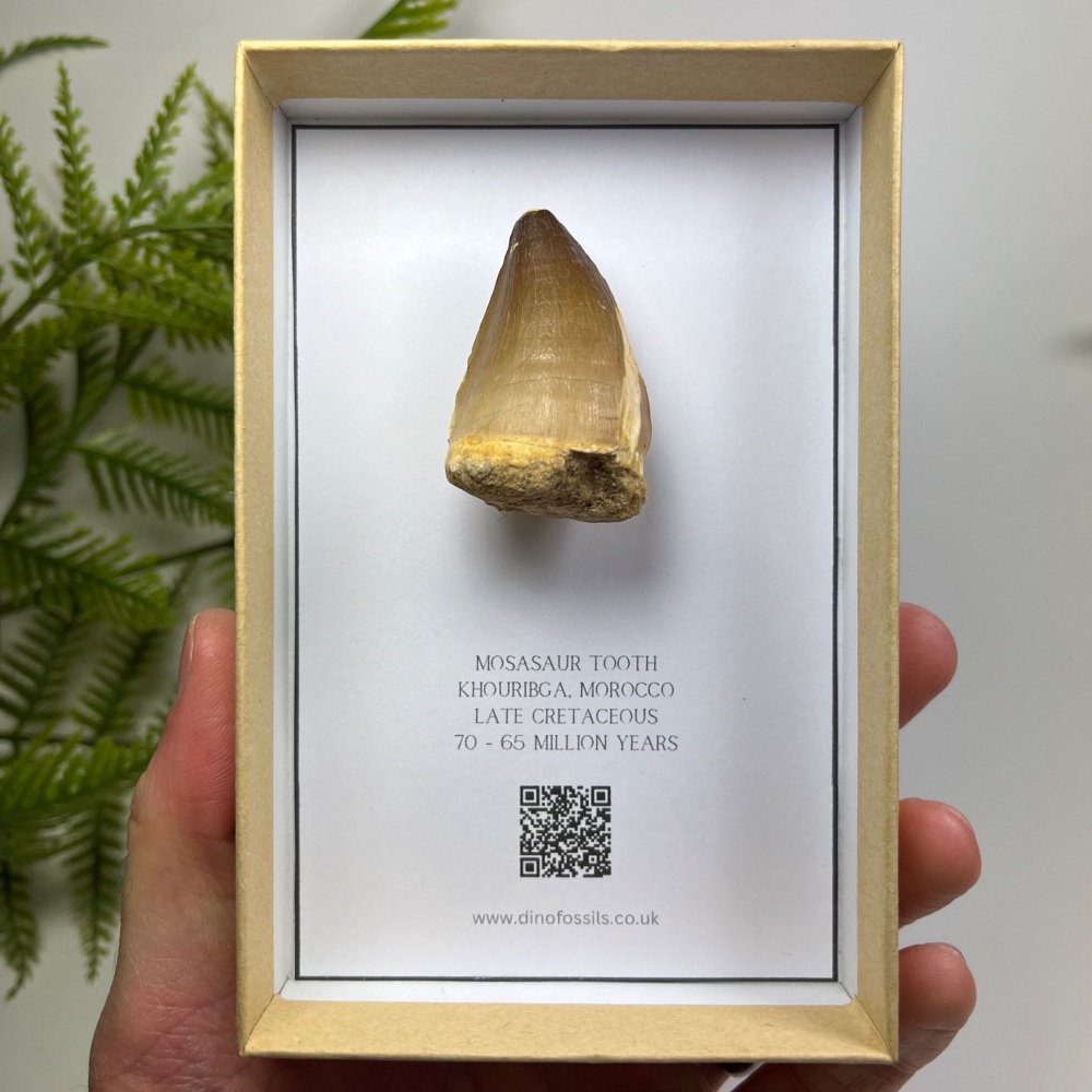 Mosasaur tooth