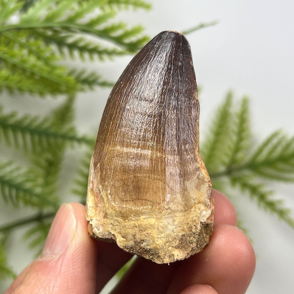 Mosasaur tooth