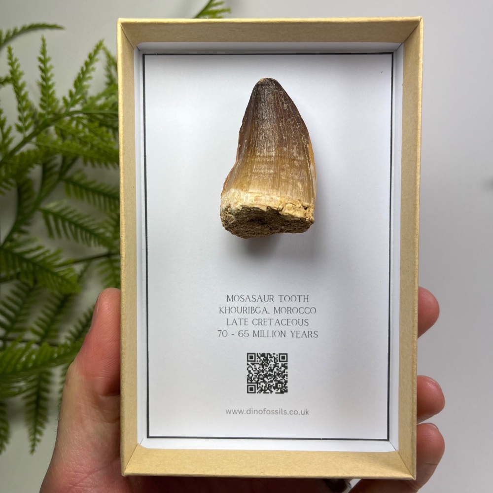 Mosasaur tooth
