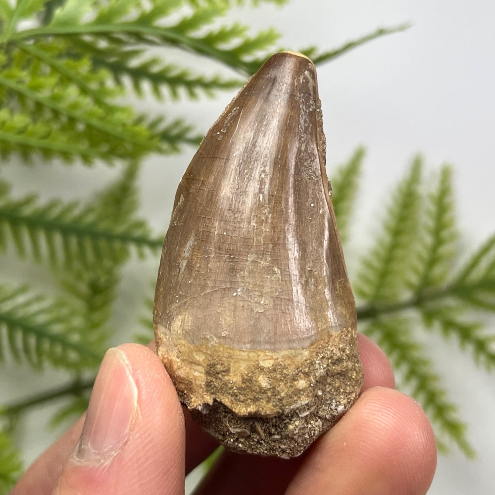 Mosasaur tooth