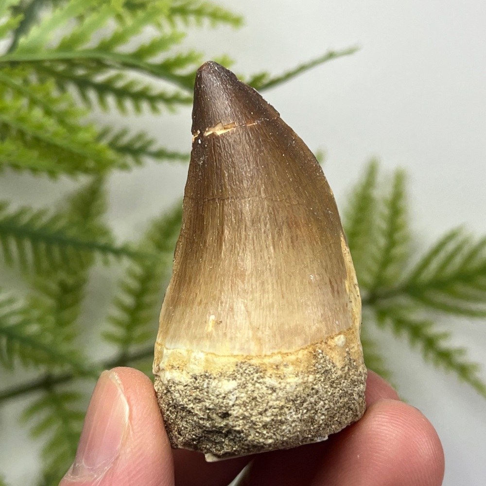 Mosasaur tooth