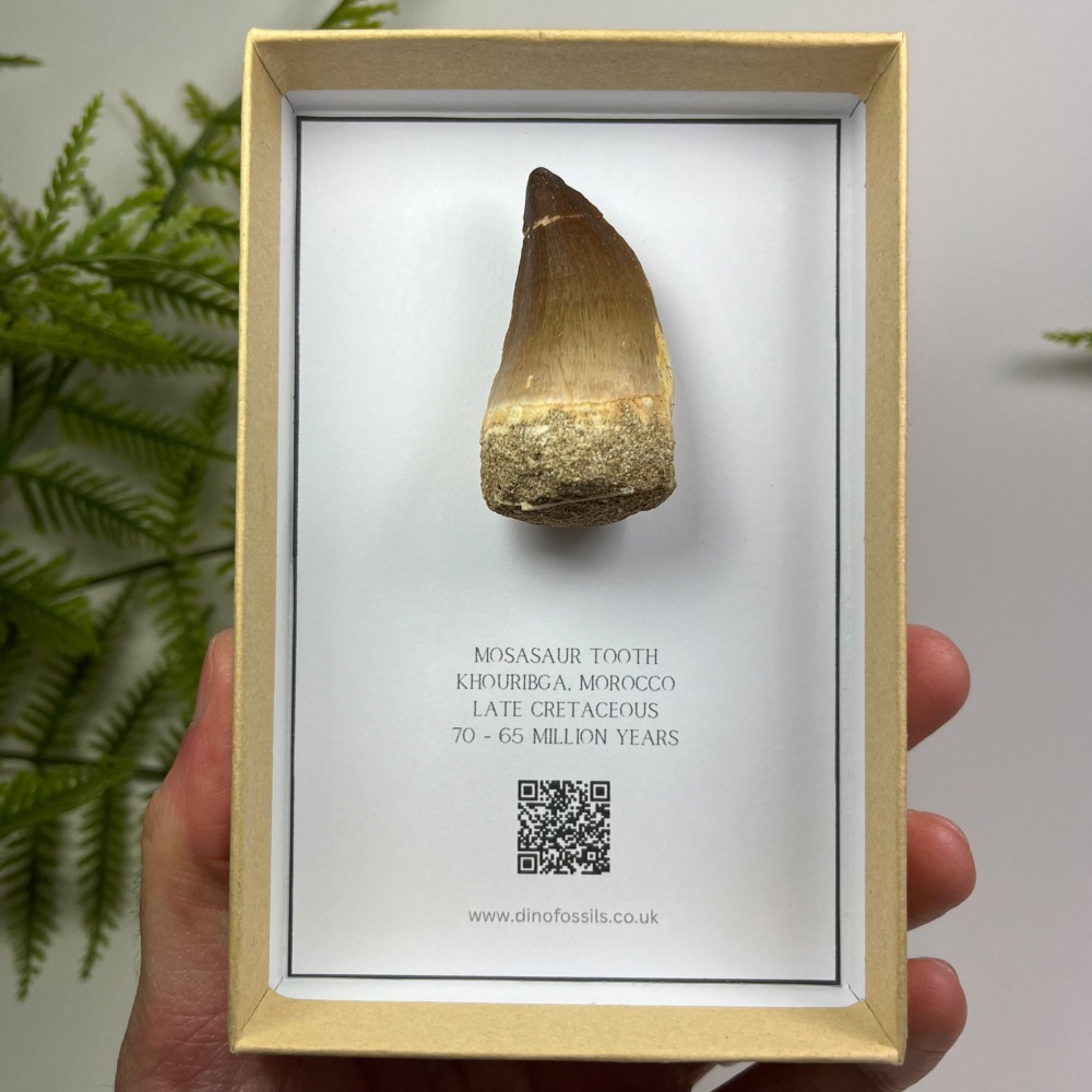 Mosasaur tooth