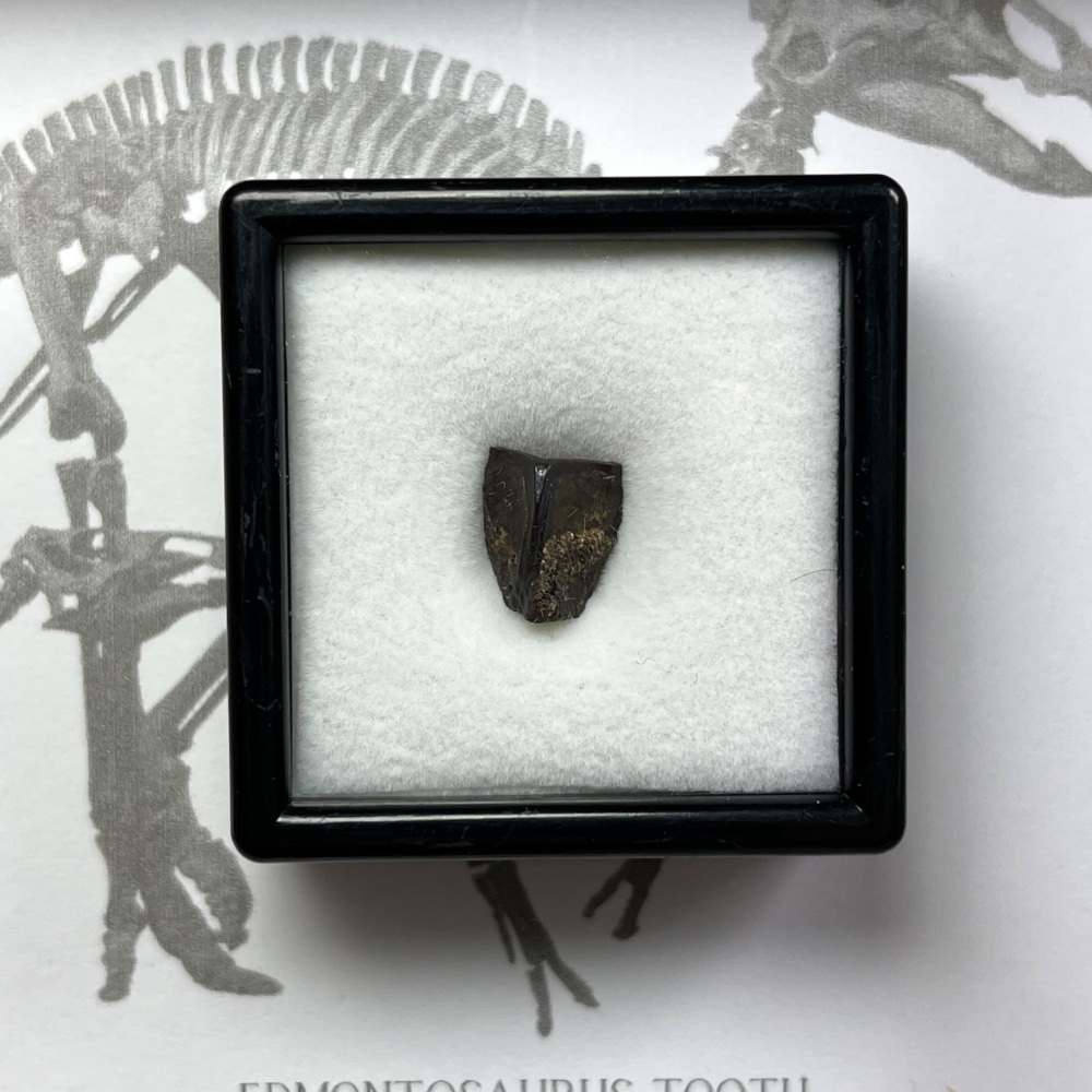 Edmontosaurus Tooth