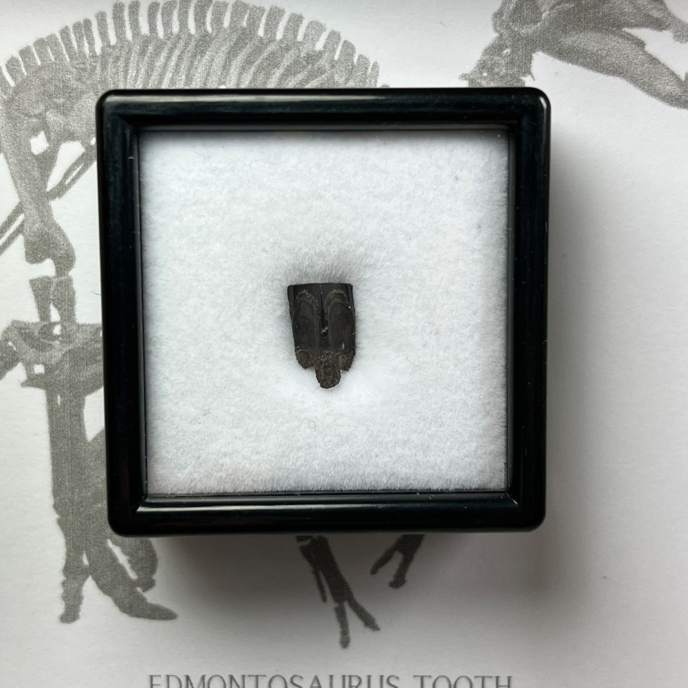 Edmontosaurus Tooth
