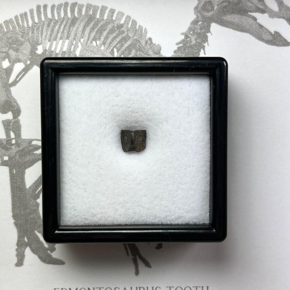 Edmontosaurus Tooth