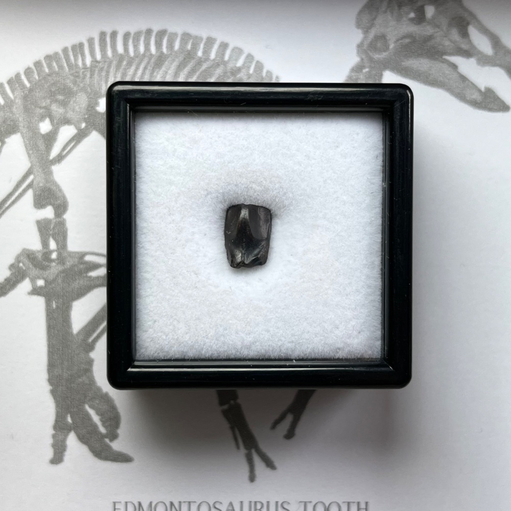 Edmontosaurus Tooth