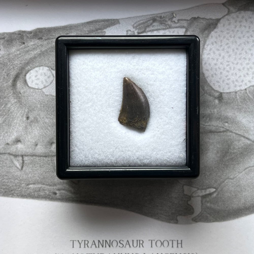 Tyrannosaur Tooth (Nanotyrannus lancensis)