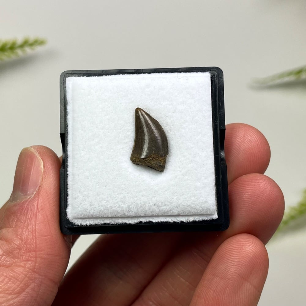 Tyrannosaur Tooth (Nanotyrannus lancensis)