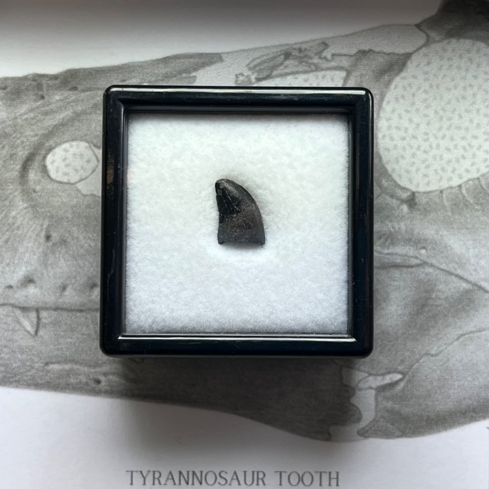 Tyrannosaur Tooth (Nanotyrannus lancensis)